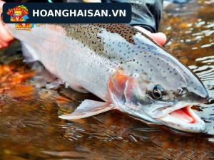 Cá hồi Sapa tươi sống