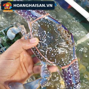 Ghẹ xanh tươi sống