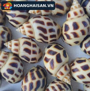 Ốc hương sống