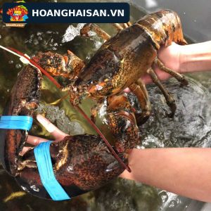 Tôm hùm Alaska tươi sống