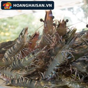 Tôm sú tươi sống