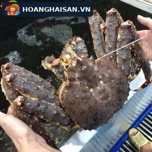 Cua hoàng đế Alaska còn sống